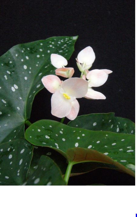 B. ‘Toki’